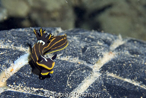 Tambja affinis on rubber tire, Thistlegorm, Sharm el Shei... by Tobias Reitmayr 